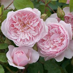 Rose 'Wisley 2008'